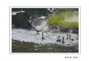 长隆飞鸟乐园创作团摄影作品欣赏(58)_在线影展的作品